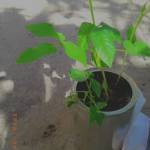 Esther Marks Profile Picture