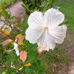 Anisha Rodrigues Profile Picture